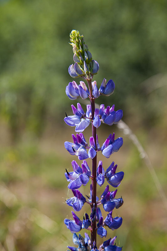 ... die hier überall zu finden sind
