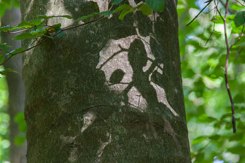 Schattenspiele: Die Blätter gaukeln eine Eidechse vor