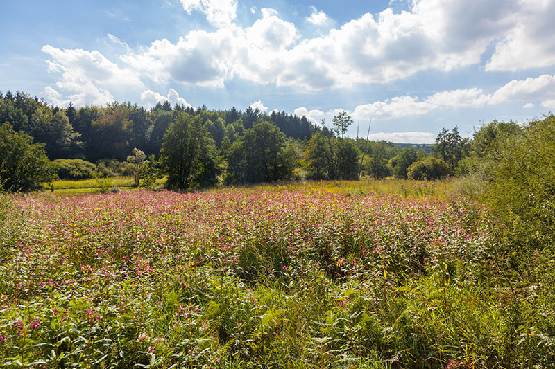 ... eine Feuchtwiese mit zahlreichen Pflanzenarten