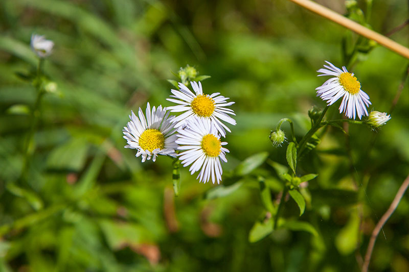 Da sind uns zarte Blüten lieber