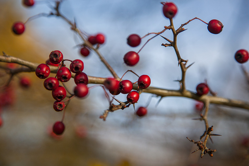 Die Beeren werden schon langsam matschig