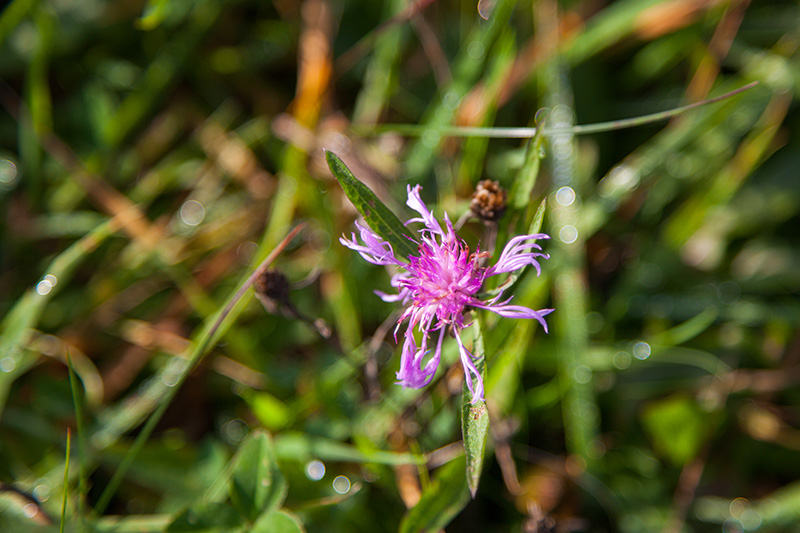 Zarte Blüten saugen die letzte Wärme auf