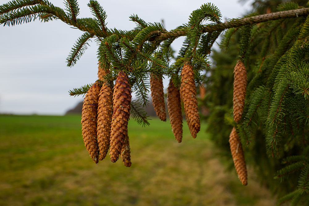 ... gibt es nur Tannenzapfen