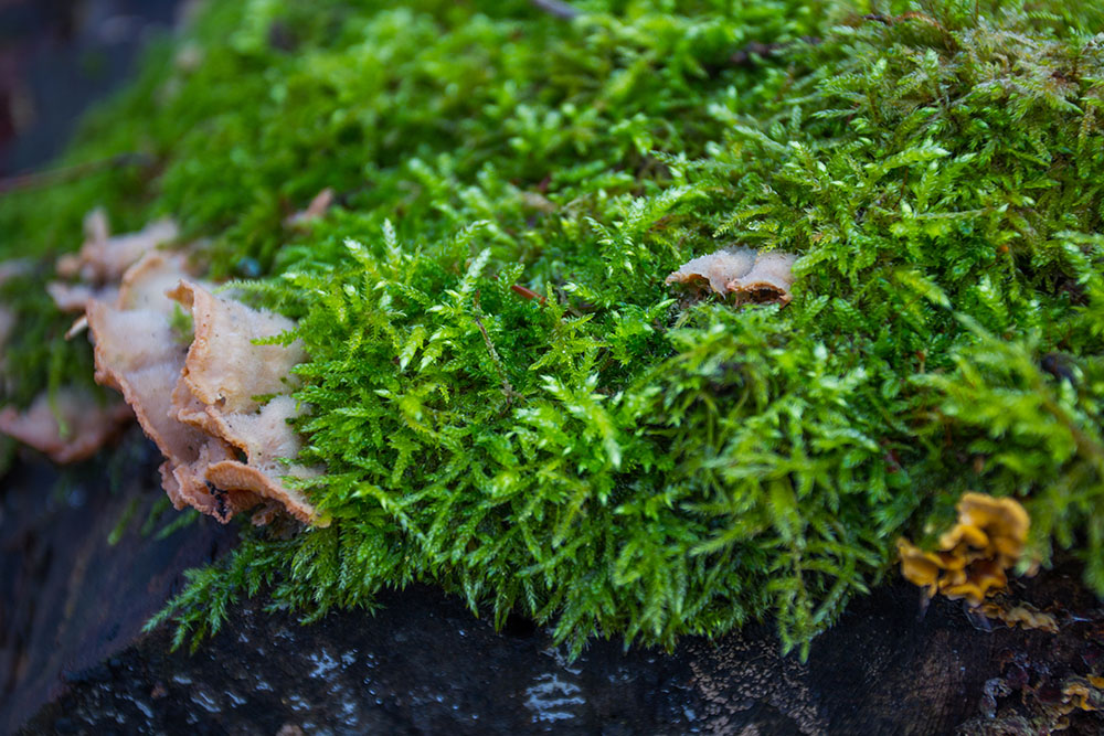 Frisches "Sternenmoos"