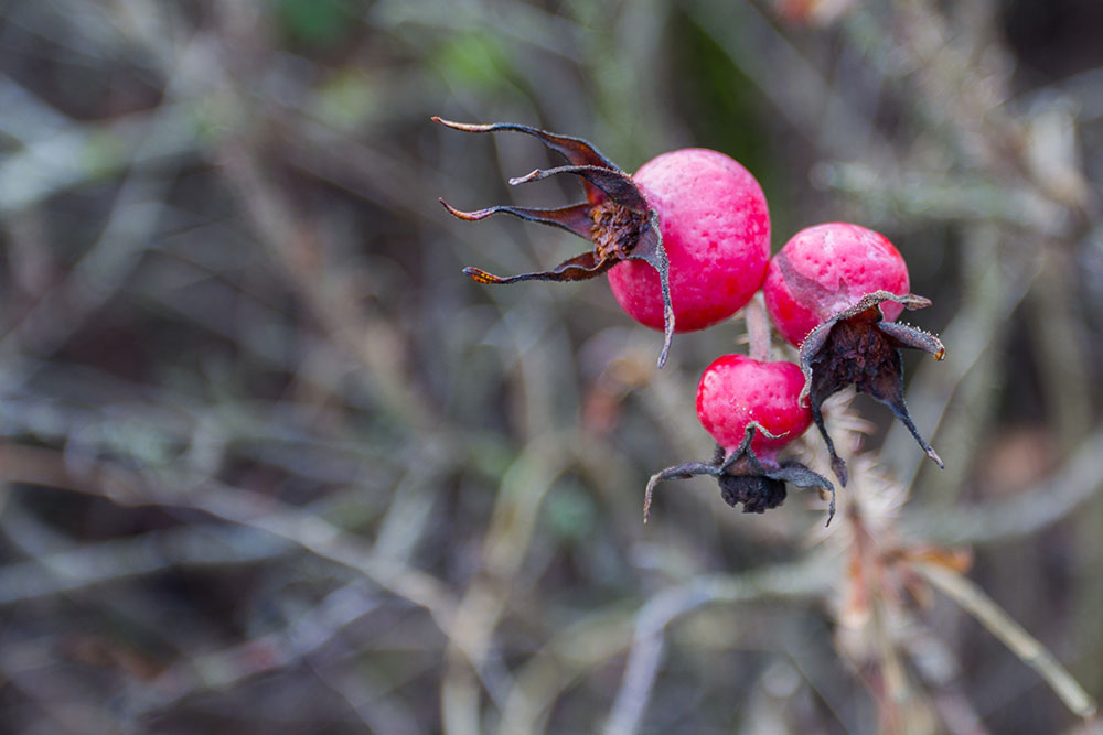 Hagebutte, schon leicht schrumpelig