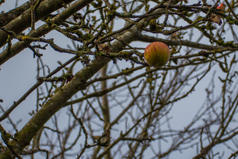 Einige wenige Äpfel hängen noch am Baum ...
