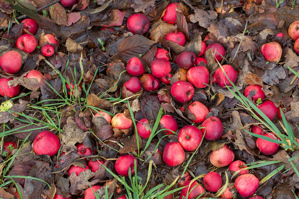... die meisten Kollegen faulen am Boden :-(