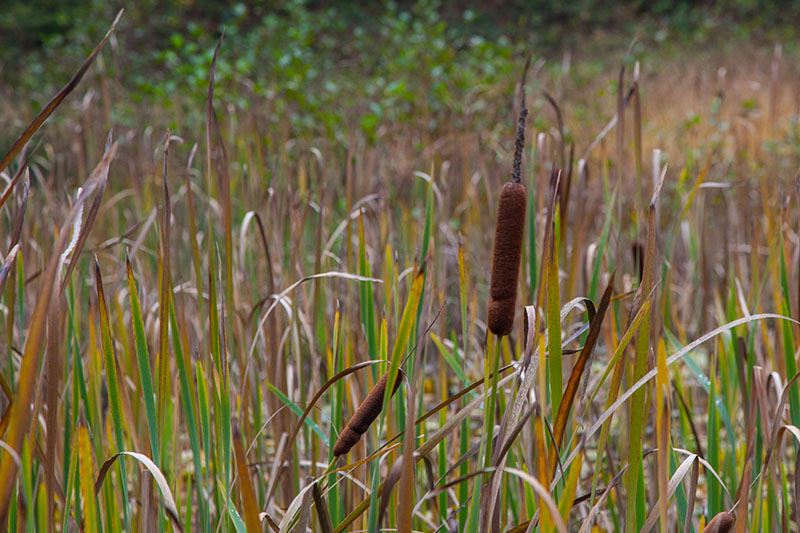 Weiher mit Schilf und Rohrkolben