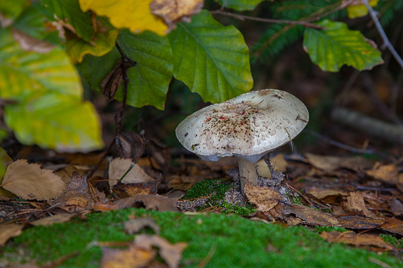 Pilze verstecken sich ...