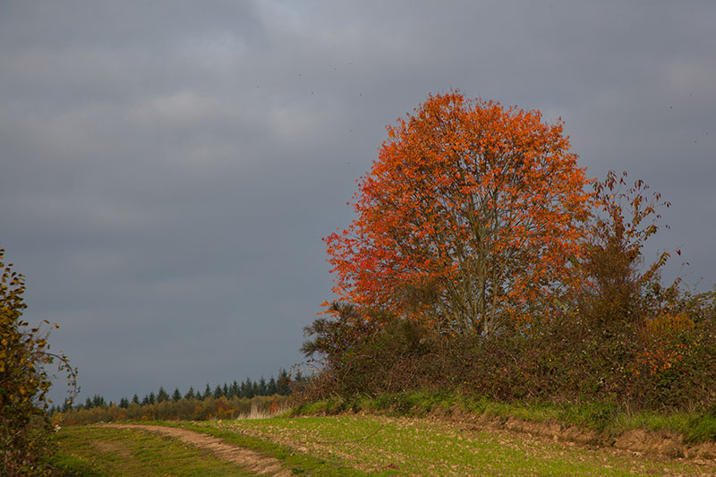 Herbstlich geschmückter Baum