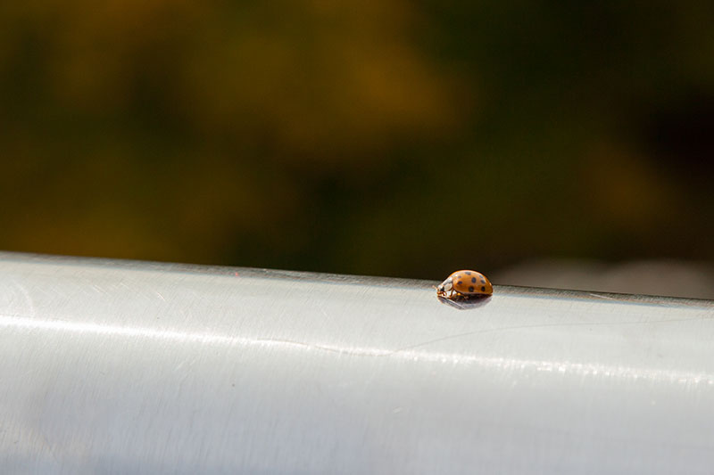 Einer von vielen Marienkäfer auf dem Gipfel