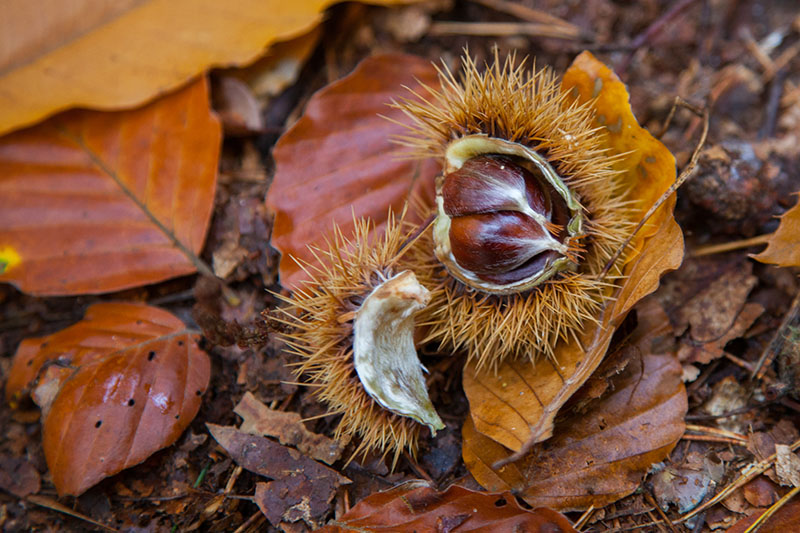 Unser eigentlicher Beweggrund für diese Tour: Maronen sammeln