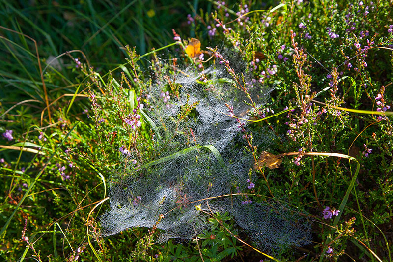 Die Sonne spielt mit zart gewobenen Netzen