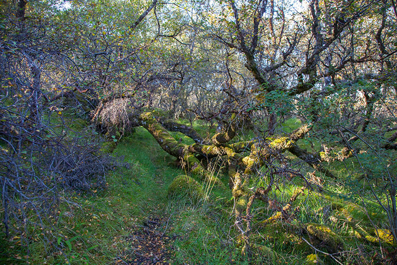 Natürliche Wegesperre