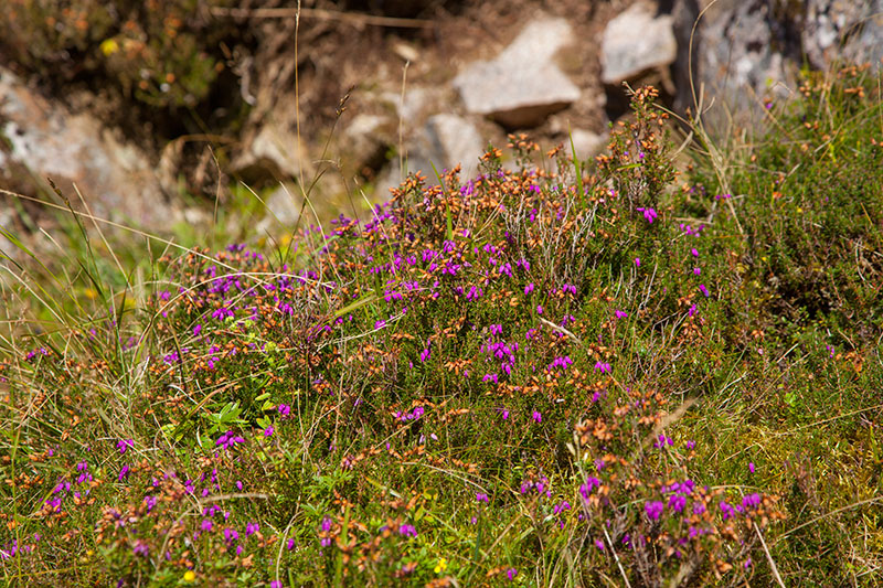 Blühende Pflanzen erheitern die Augen