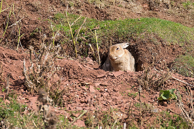 Die Mümmelmänner zeigen keine Scheu