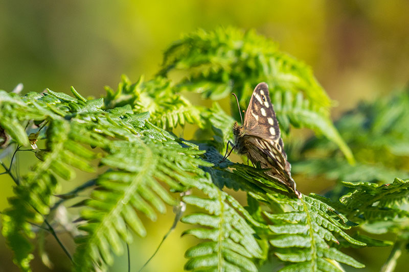 Die ersten Tiere am Wildlife View sind ein Schmetterling ...