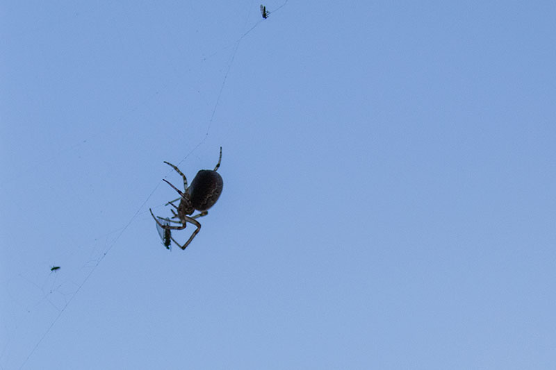 ... und eine Spinne ;-)