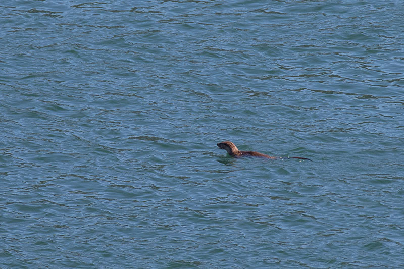 Endlich taucht ein Otter auf ...