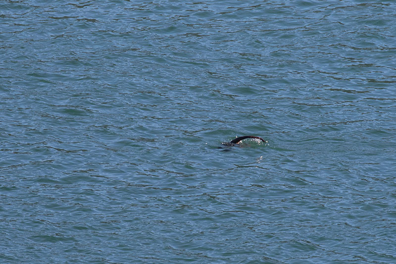 ... und verschwindet sofort wieder :-(