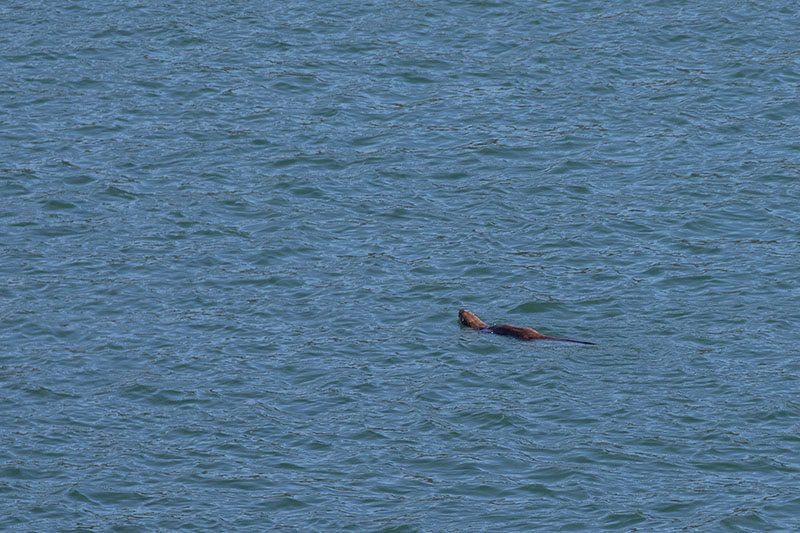 Da ist er wieder ...