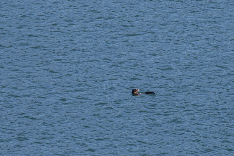Irgendwann fängt das Tierchen einen Fisch ...
