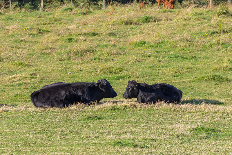 Die schwarzen Schafe sehen aus wie Kühe ;-)