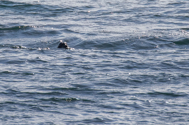 ... beobachten wir auch einige Seehunde