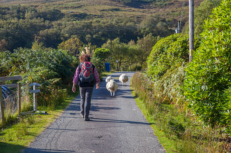Auf dem Rückweg werden wir von einer Gruppe Schafe begleitet ;-)