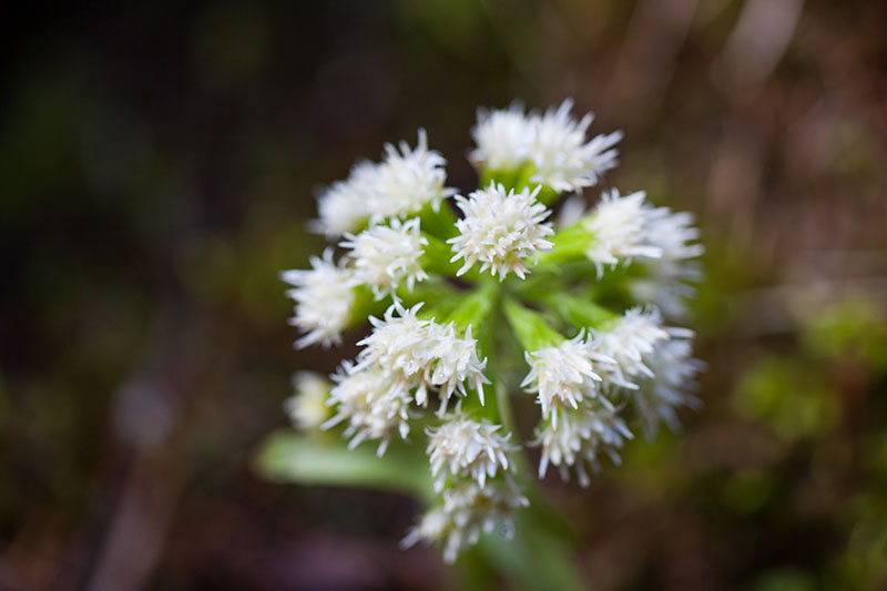 Manche sind uns unbekannt ...