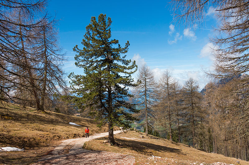 Die Wege in der Sonne sind schneefrei ...