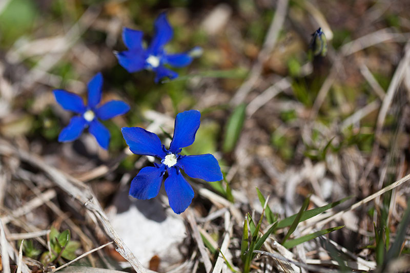 Blau leuchtende Blütenblätter suchen unsere Aufmerksamkeit