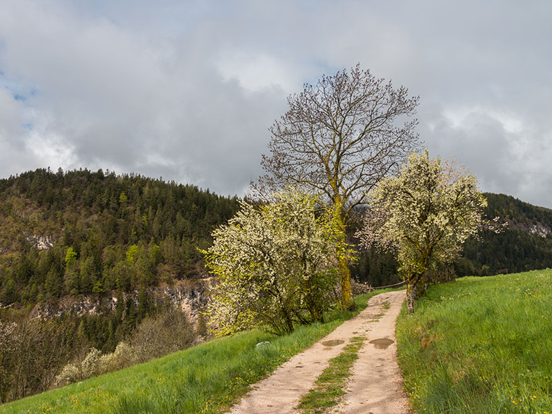 Es wird trockener, wir laufen zur Koflertalschlucht