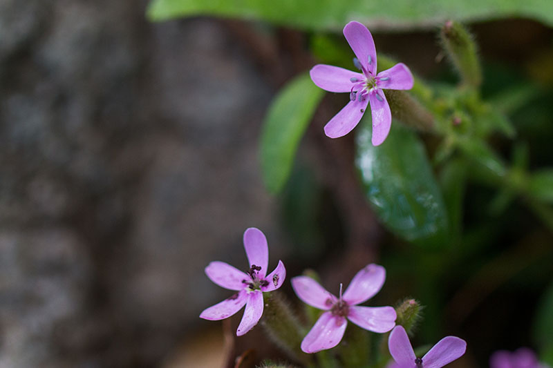 Noch schnell ein paar Blümchen ablichten ...