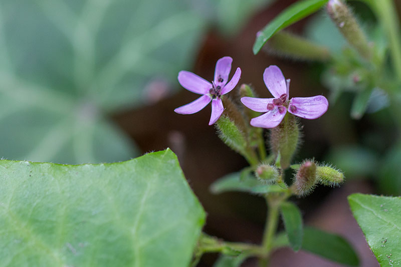 ... die sich im Wald nach dem Licht strecken