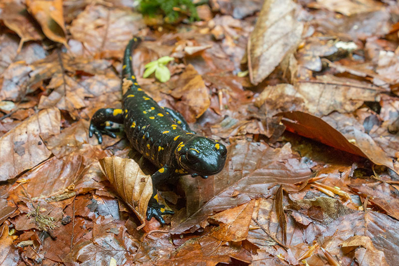 Wer (in unserem Alter) kennt nicht die Geschichten von Lurchi ...
