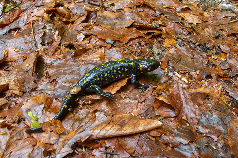 ... "Lange schallt's im Walde noch, Salamander lebe hoch!" (Aus dem Werbeheftchen der Salamander Schuhe)
