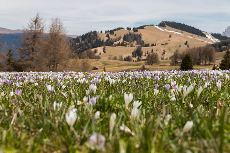 Die Wiesen sind übersät mit Krokussen