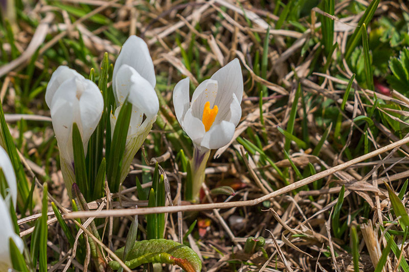 Krokus in weiß ...