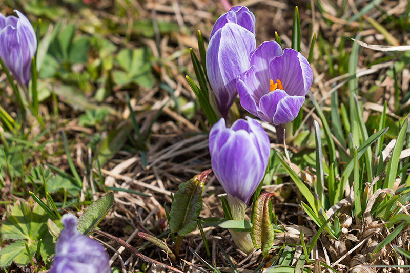 ... und Krokus in lila