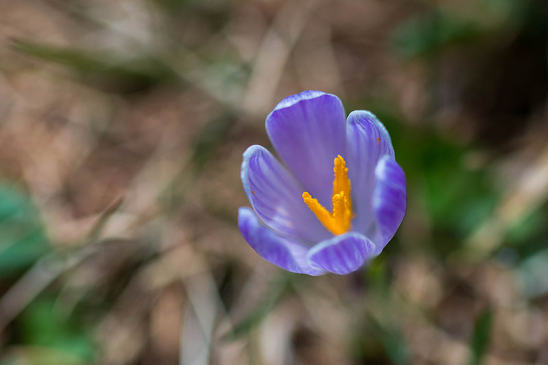 Überall recken Blüten ...