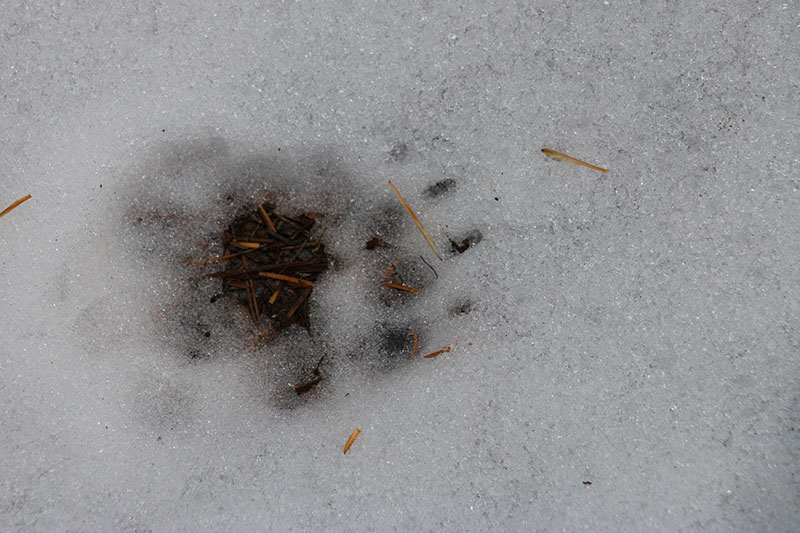 Der Tatzenabdruck war größer als eine Hundepfote, was mag das für ein Tier gewesen sein?