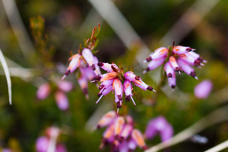 Blüten des Heidekrauts
