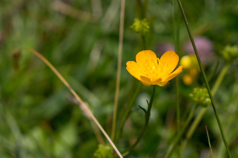 ... blühen auf den Wiesen