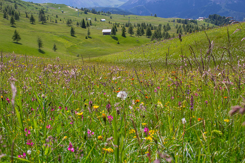 Schöne Blumenwiese