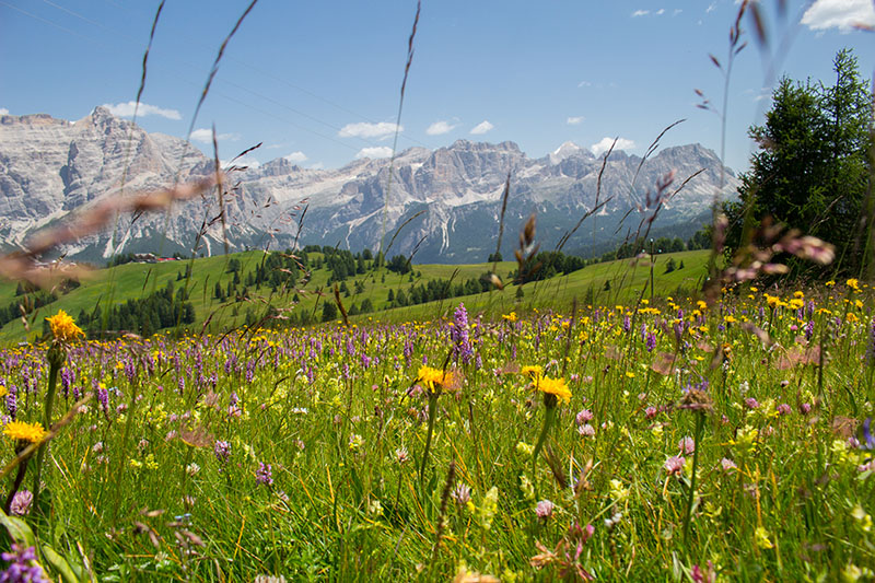 Einfach mal ins Gras legen ...