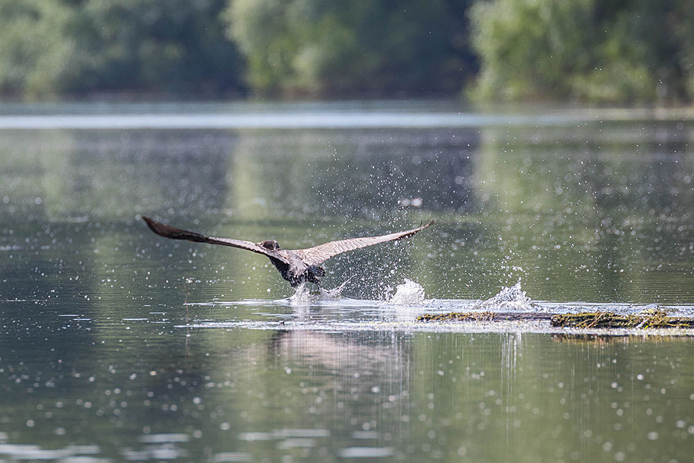 Da haut er ab, der Kormoran
