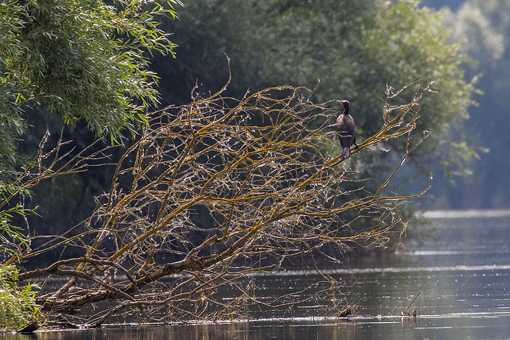 Der Kollege ist geduldiger mit uns