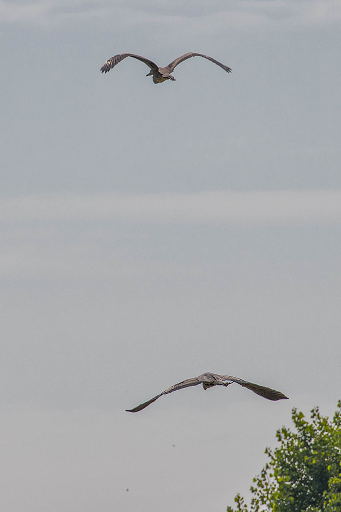 Zwei Reiher in der Luft