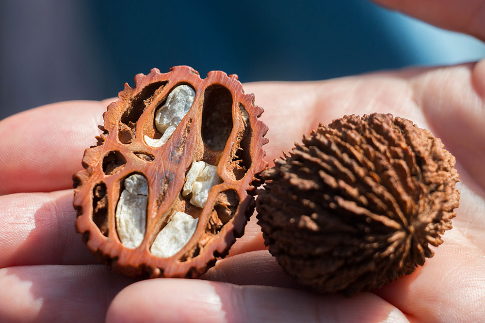 Die Frucht eines Schwarznussbaumes
